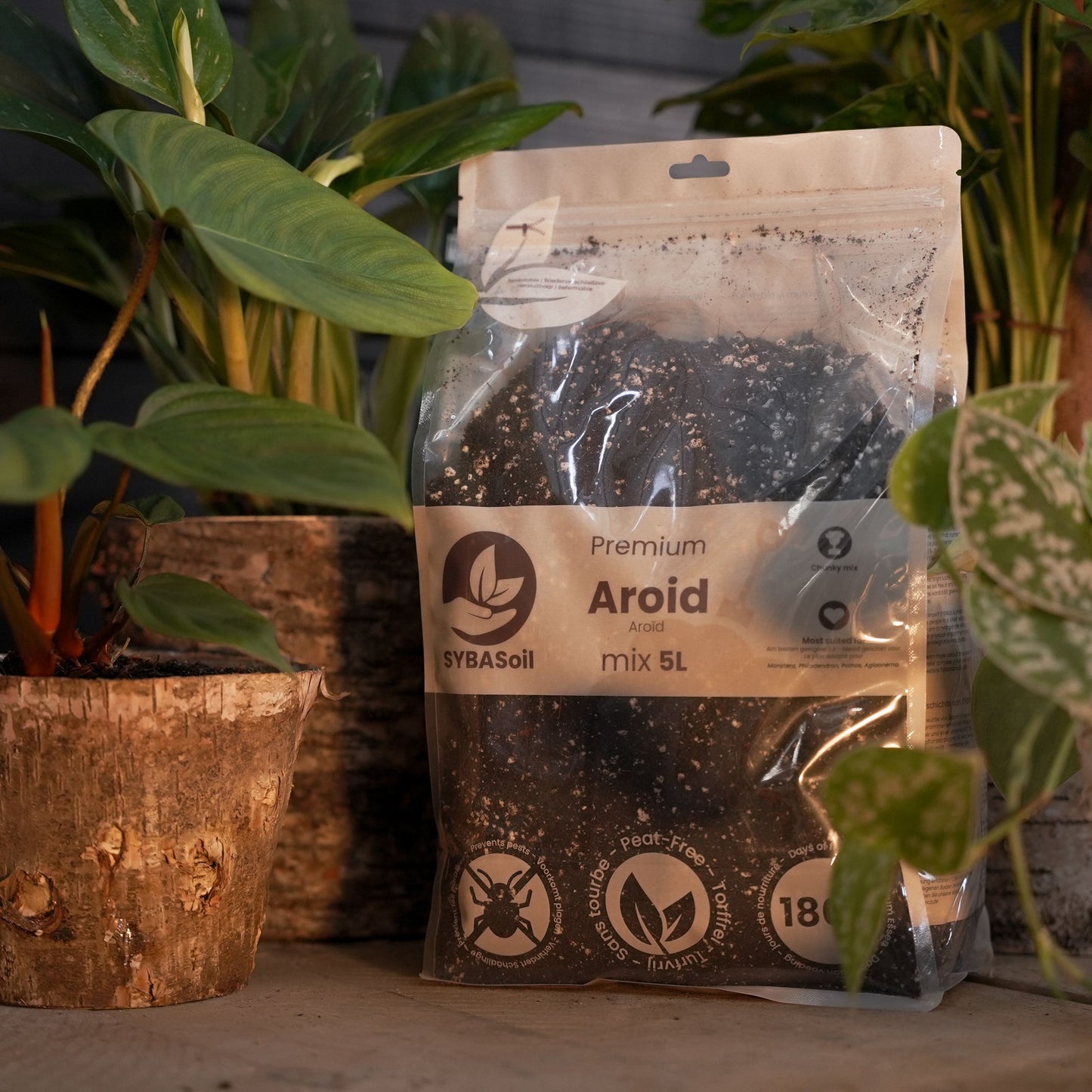 Monstera & Philodendron Welcome Bundle