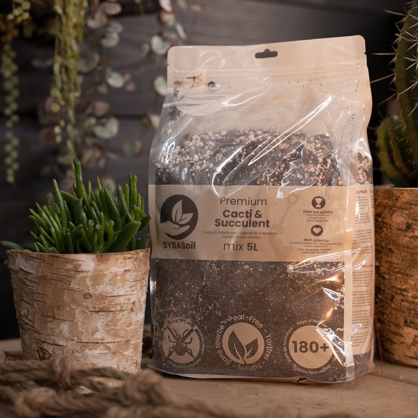 Terriccio per Cactus & Succulente