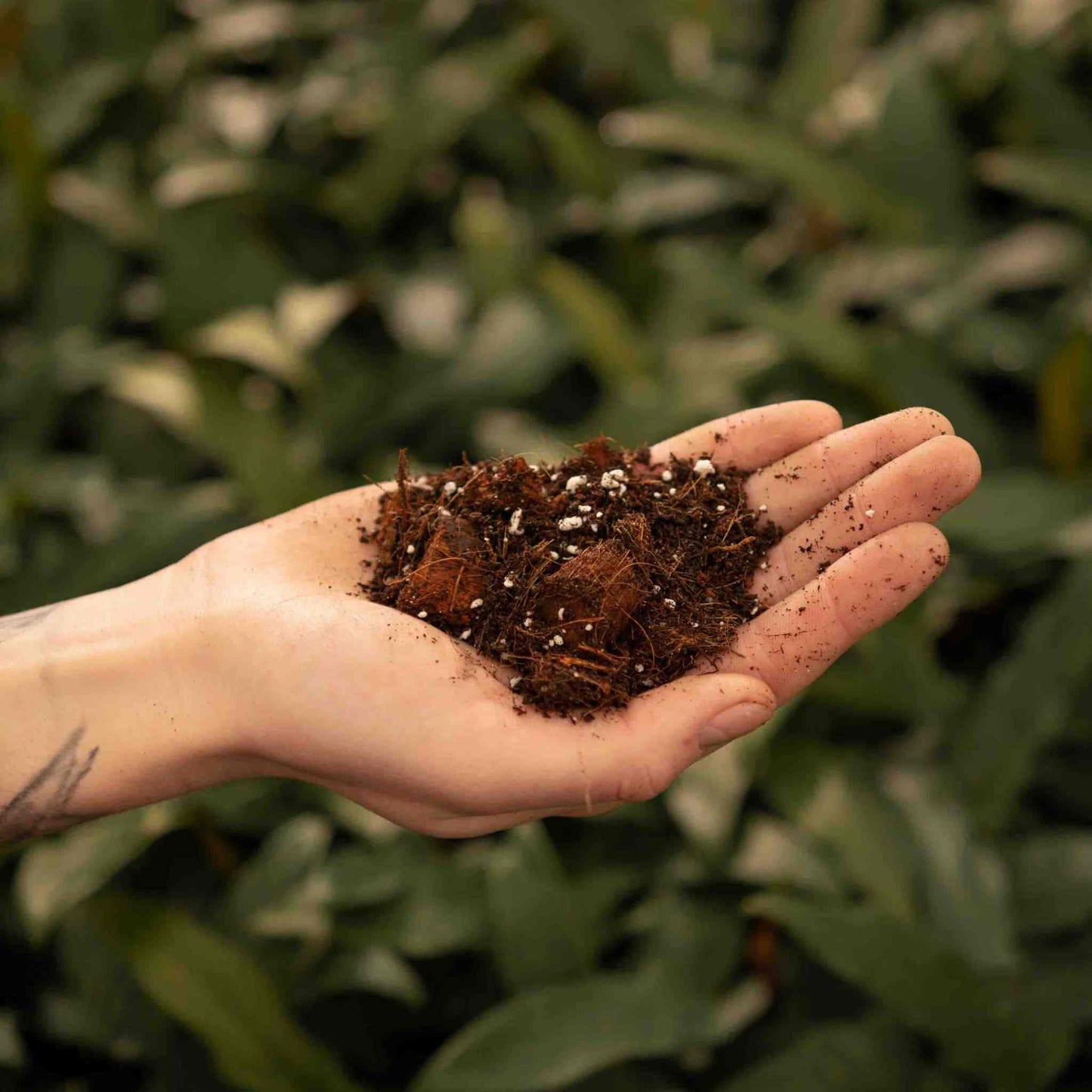 Terriccio per Aroidi