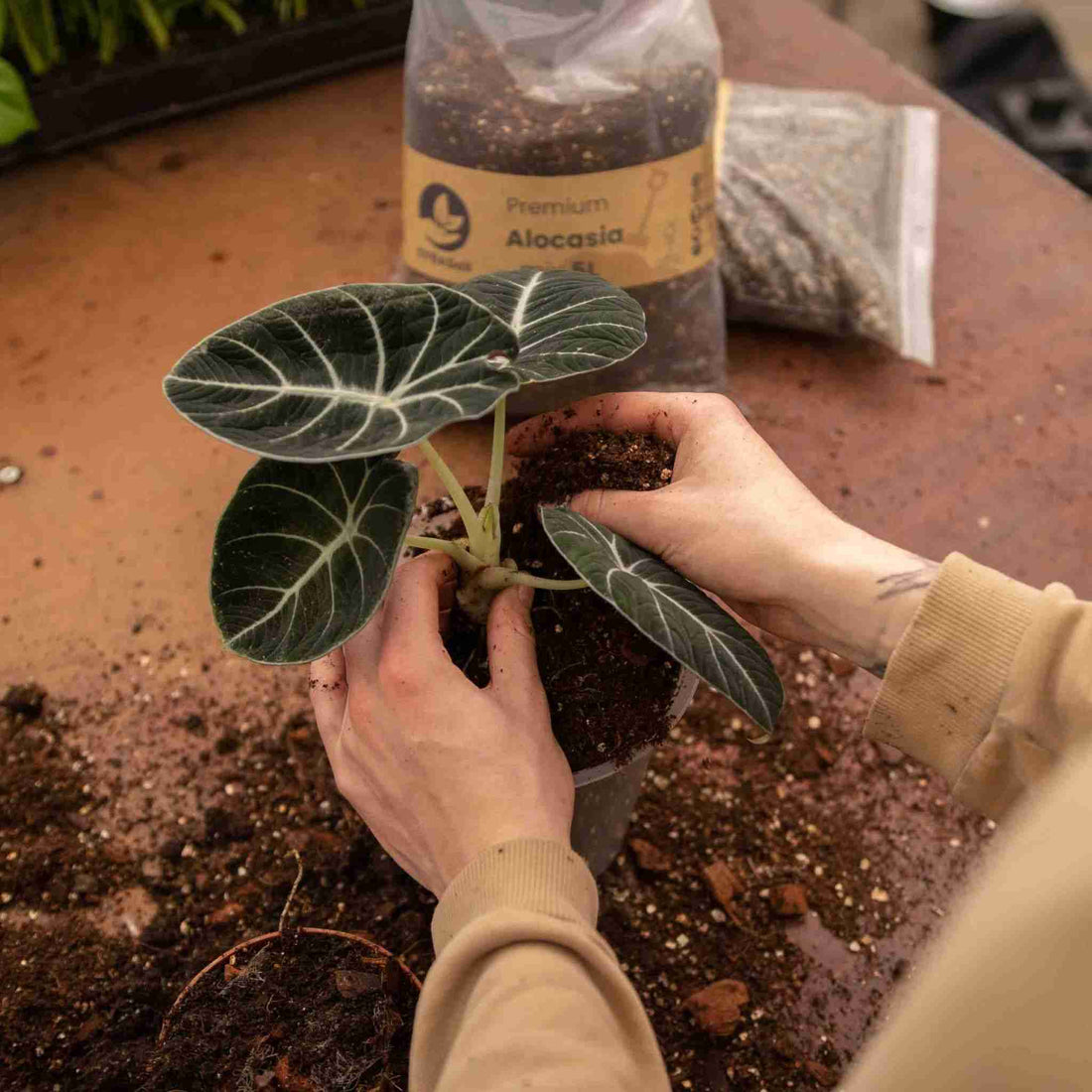Alocasia soil