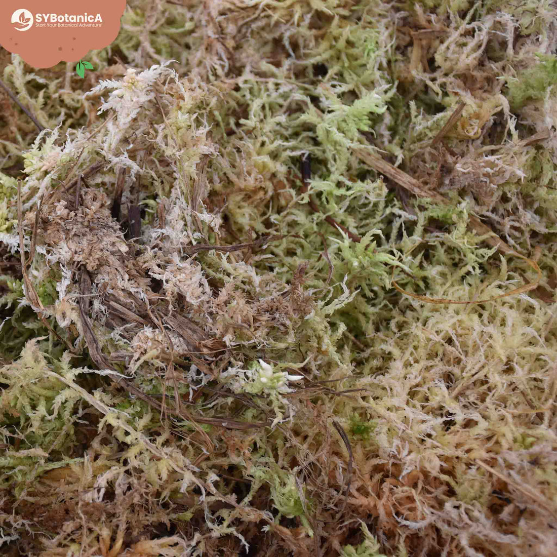 The Difference Between Sphagnum Moss and Peat Moss: A Guide for Houseplant Lovers
