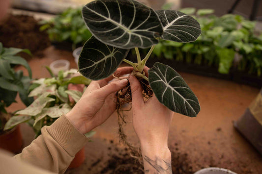 lechuza pon vs sybasoil