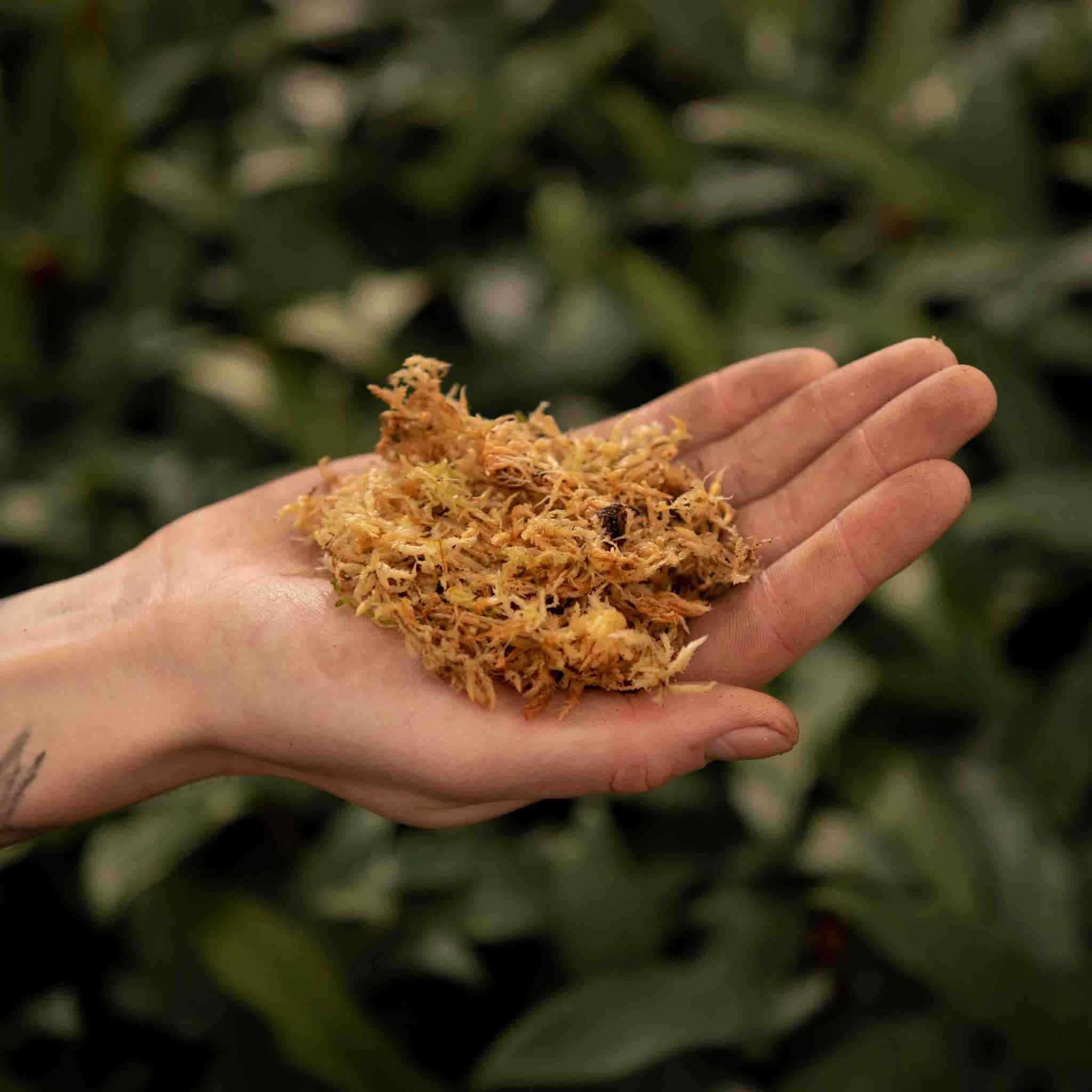 Sphagnum Moss in hand