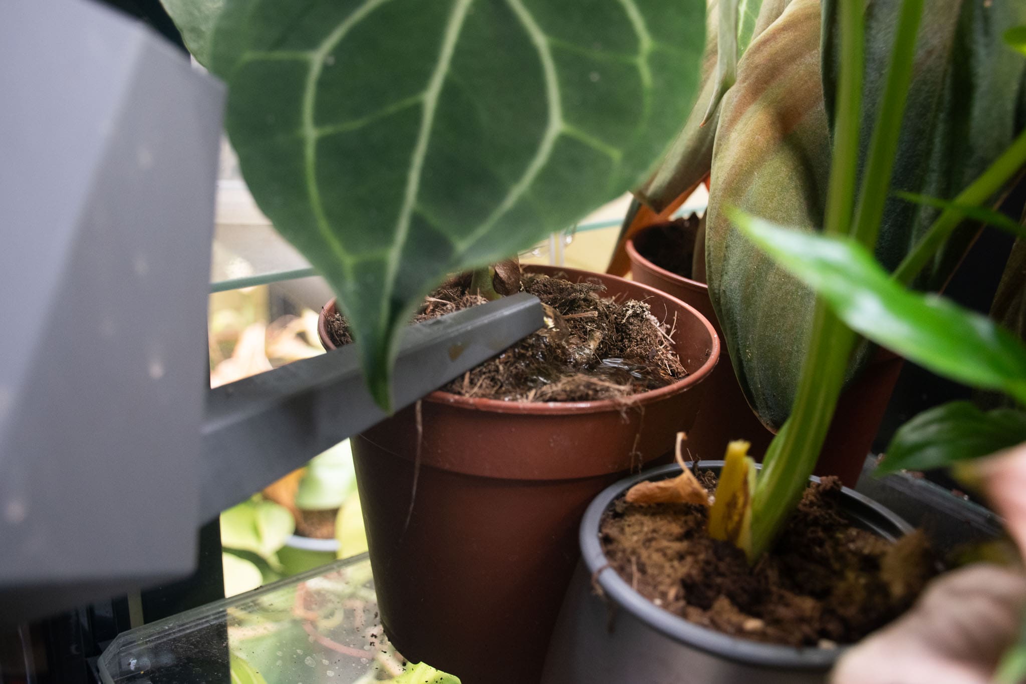 monstera plant food
