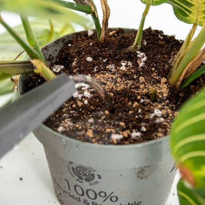 Orchid BIO Slow-Release Plant Food