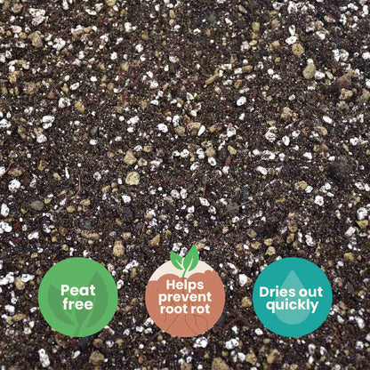 Cacti & Succulent Mix