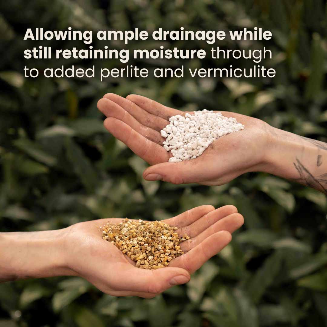 Calathea & Maranta Mix