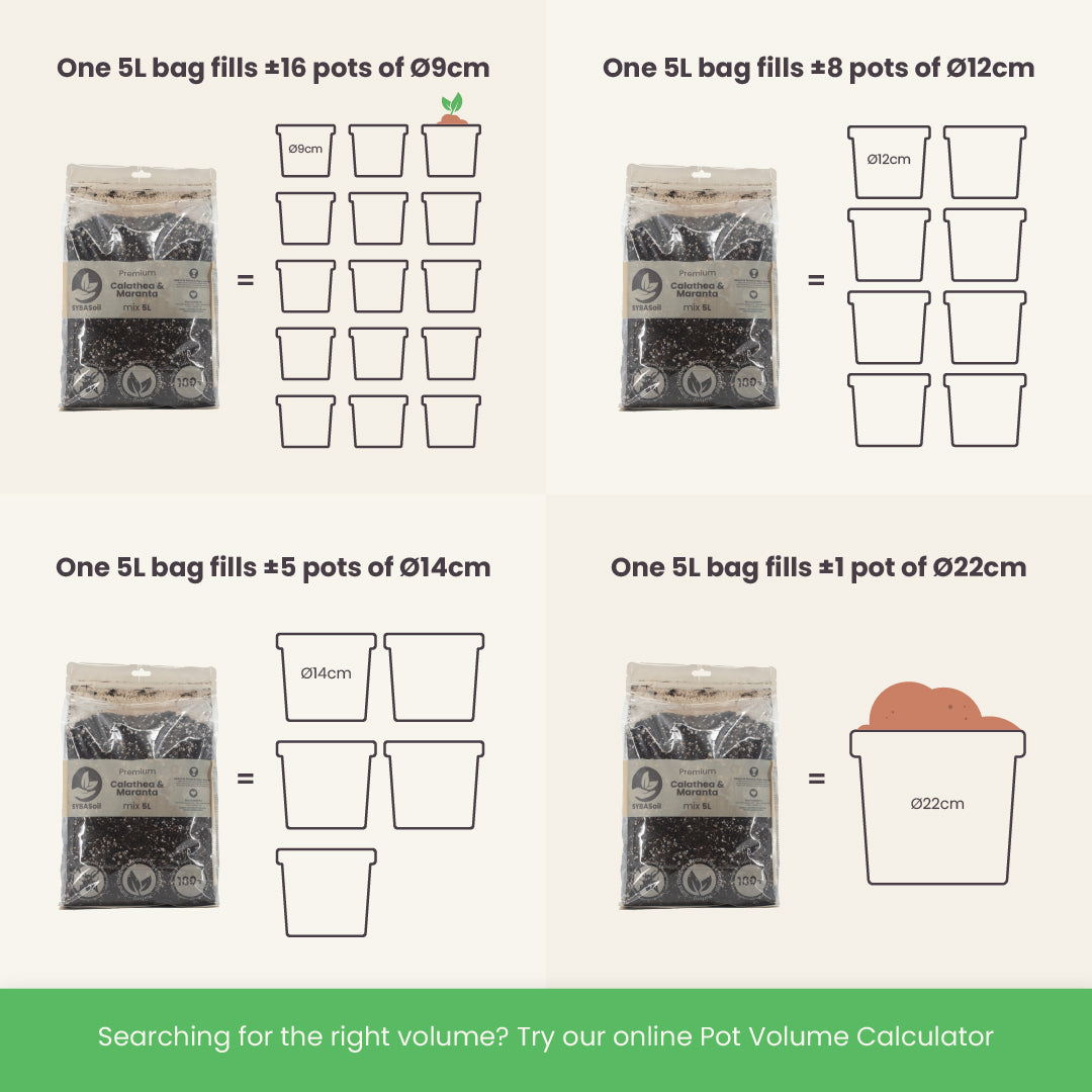 Calathea & Maranta Mix