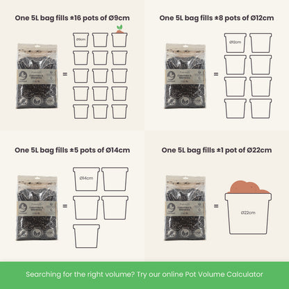 Calathea & Maranta Mix