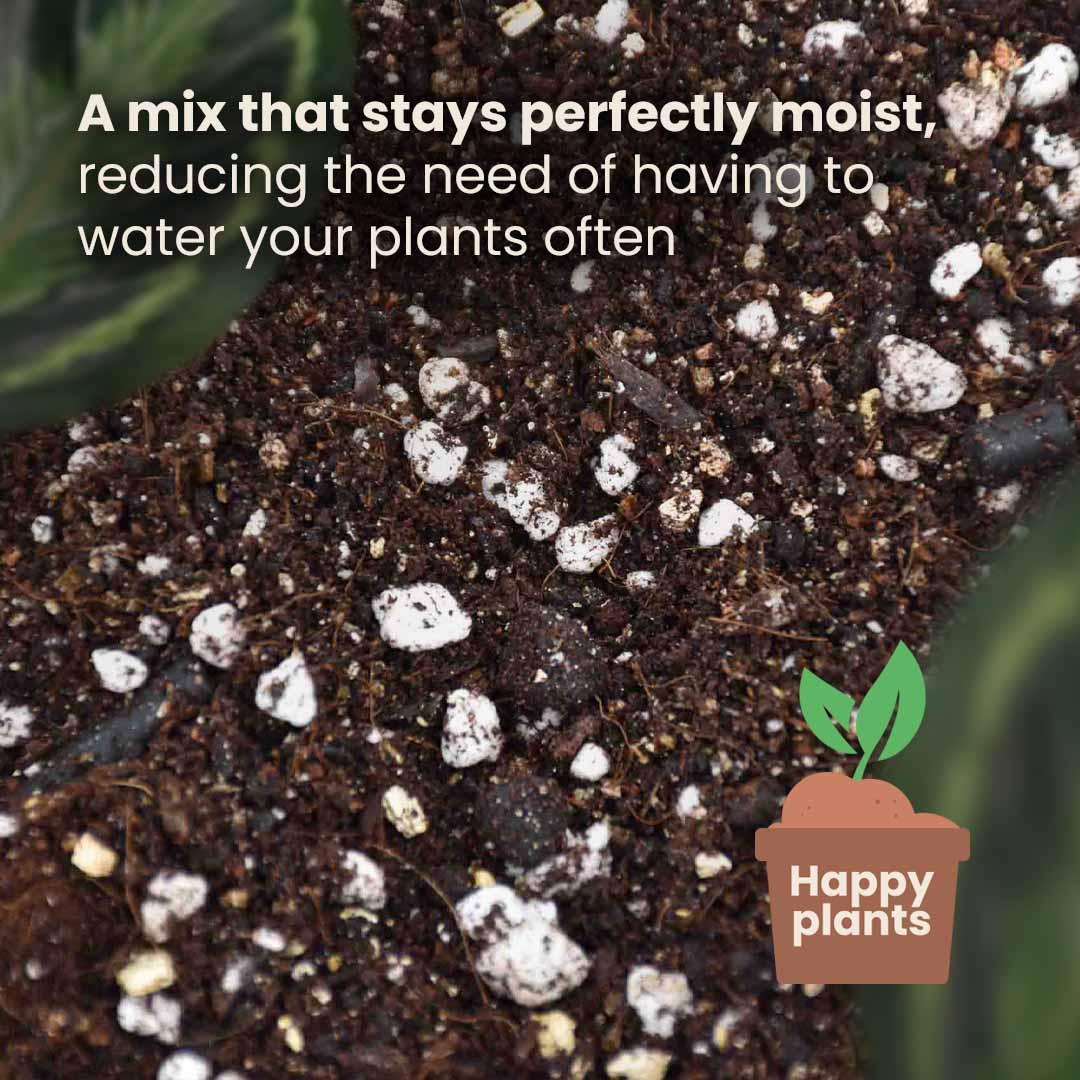 Calathea & Maranta Mix