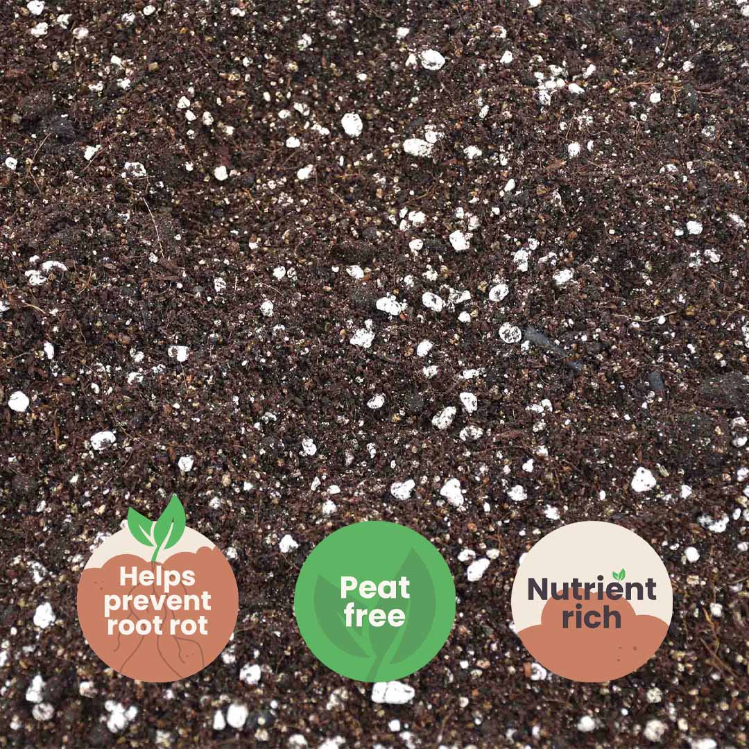 Calathea & Maranta Mix