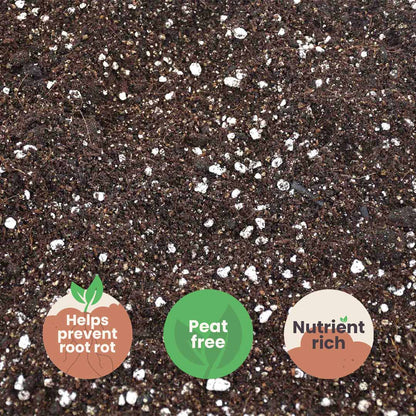 Calathea & Maranta Mix