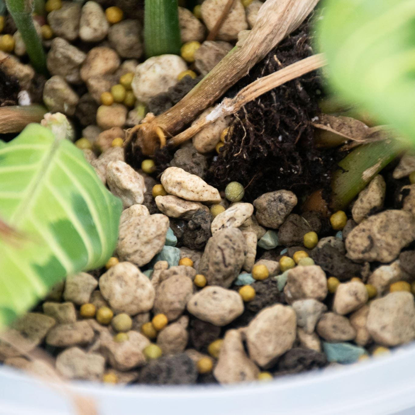Tropical Slow-Release Plant Food