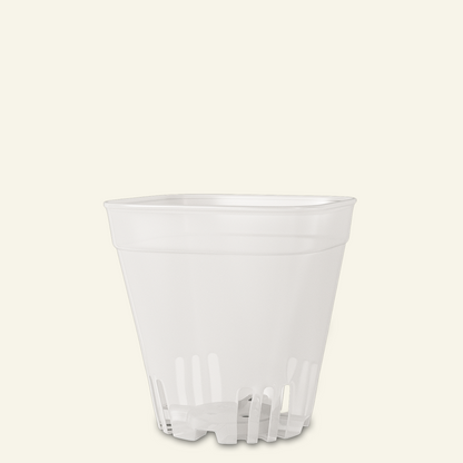 Clear Cacti & Succulent Plant Pot