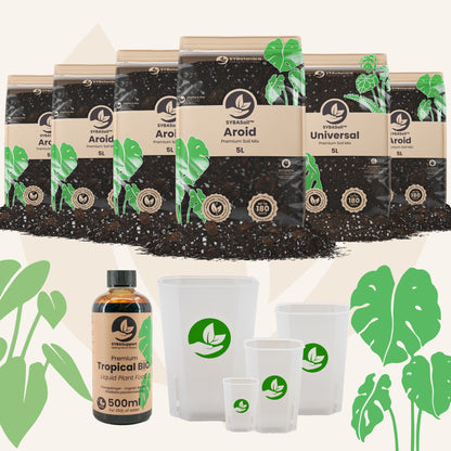 Monstera & Philodendron Welcome Bundle