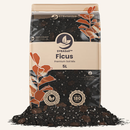 Ficus Mix