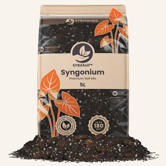 Syngonium Mix