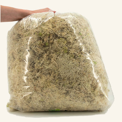 Sphaxx (Sphagnum Cultivado em Interior)