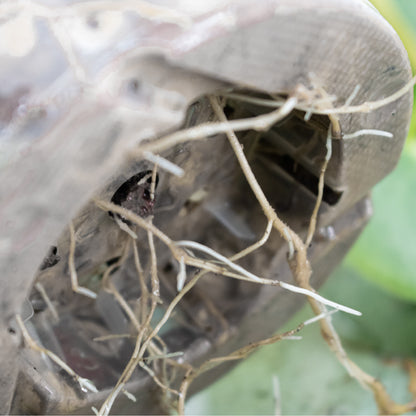 Cacti & Succulent Mineral Mix