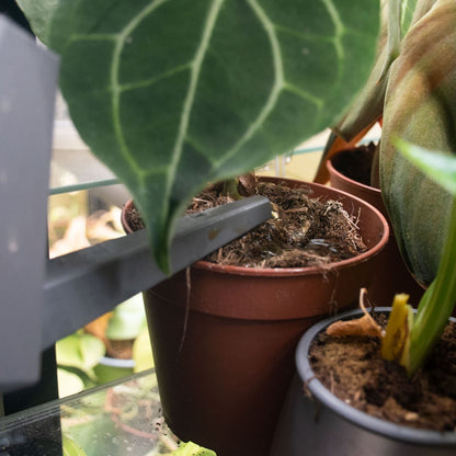 Tropical BIO Liquid Plant Food