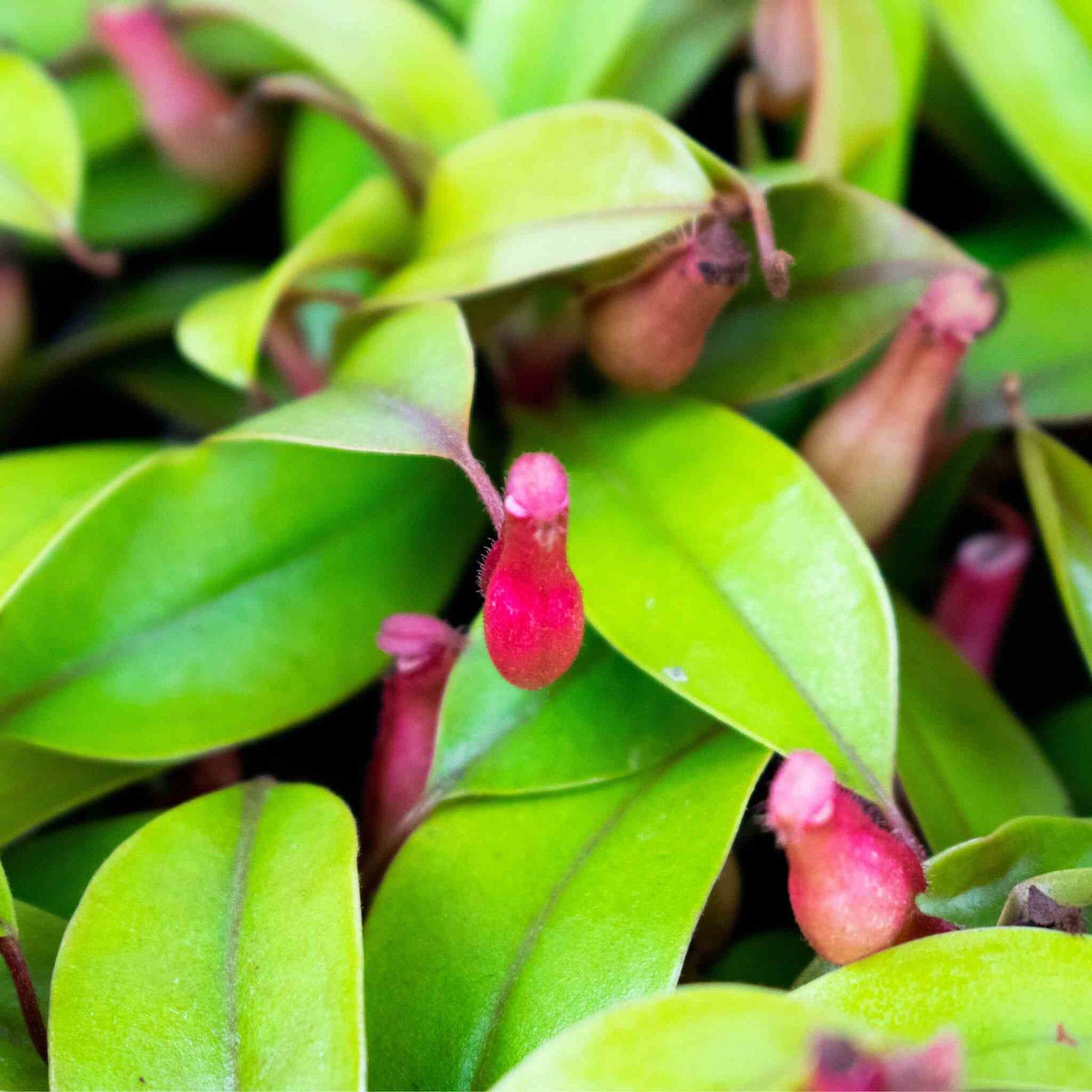 <tc>Substrato para Plantas carnívoras</tc>