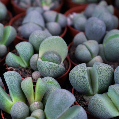 <tc>Substrato para Lithops</tc>