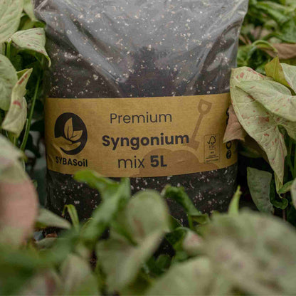 <tc>Substrato para Syngonium</tc>